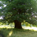 garuffino di Foggia