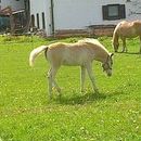 erbolario di Reggio Emilia