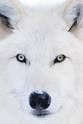TheArticWolf di Modena