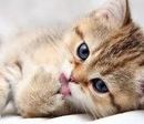 babycatanese di Catania
